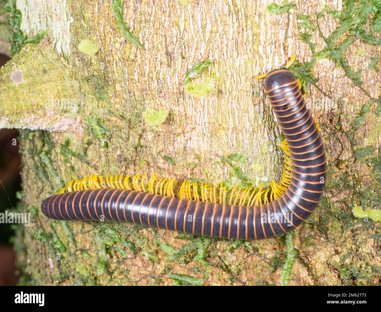 Millipedide gigante su un tronco di albero, provincia di Orellana, Ecuador Foto Stock