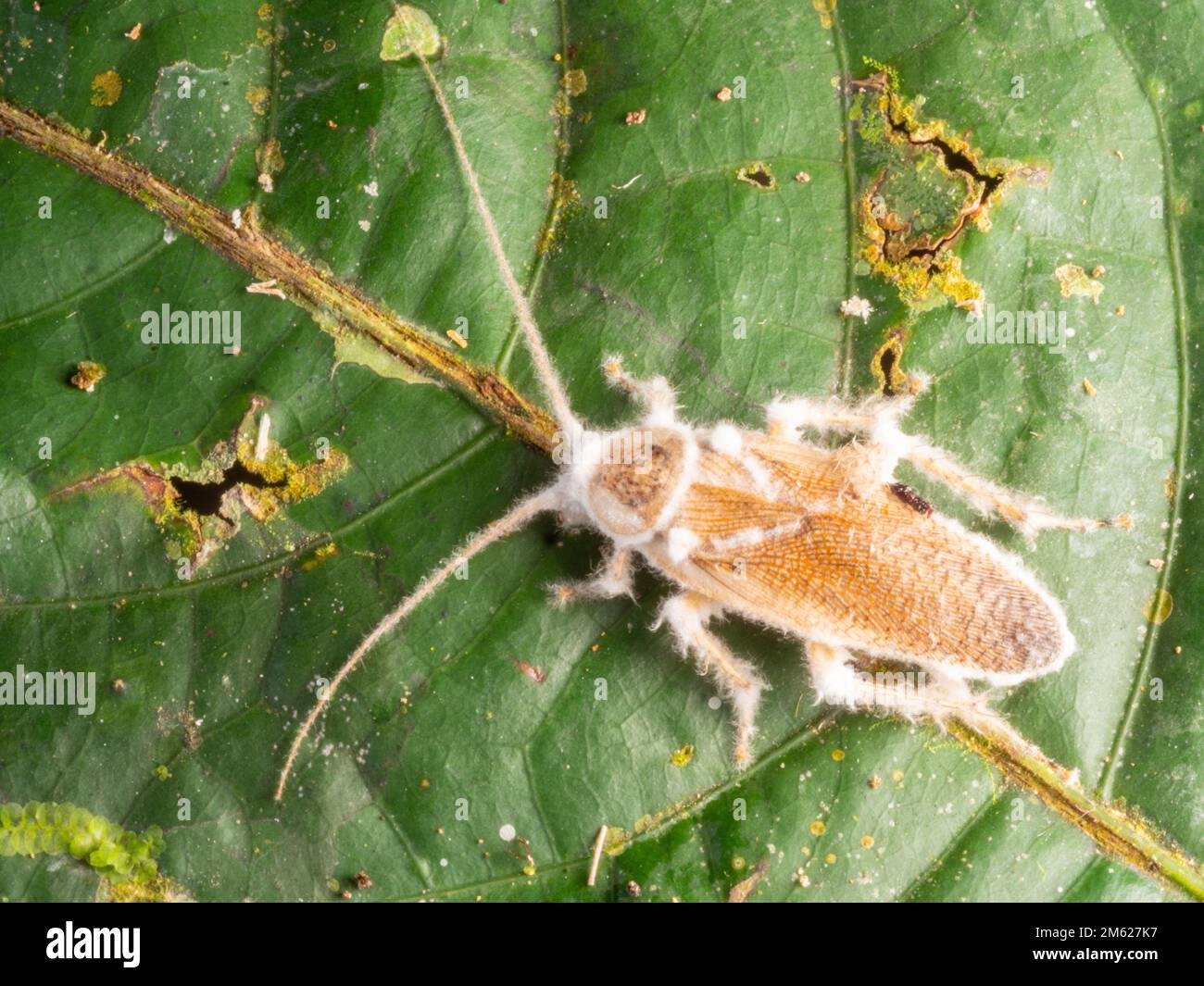 Scarafaggio morto infettato da fungo, nella foresta pluviale sottobosoria, Ecuador Foto Stock