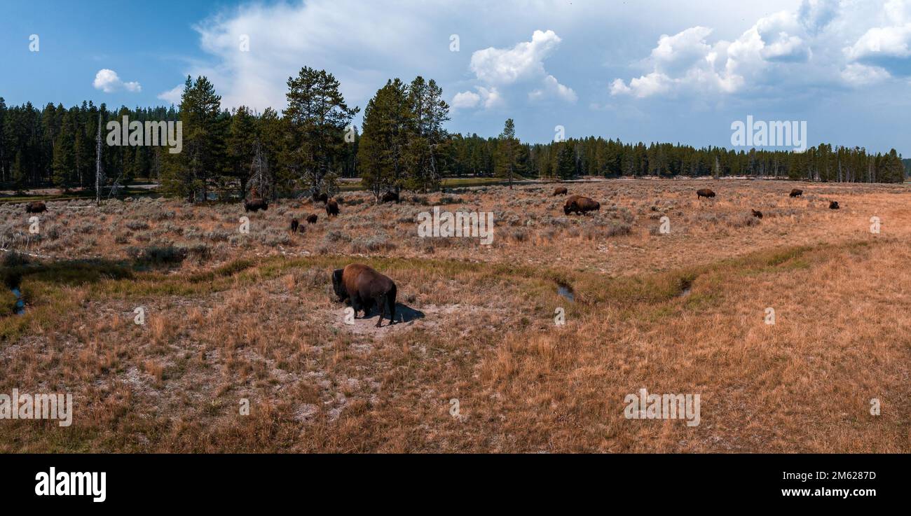 Bisonti nel parco nazionale di Yellowstone, Wyoming Foto Stock