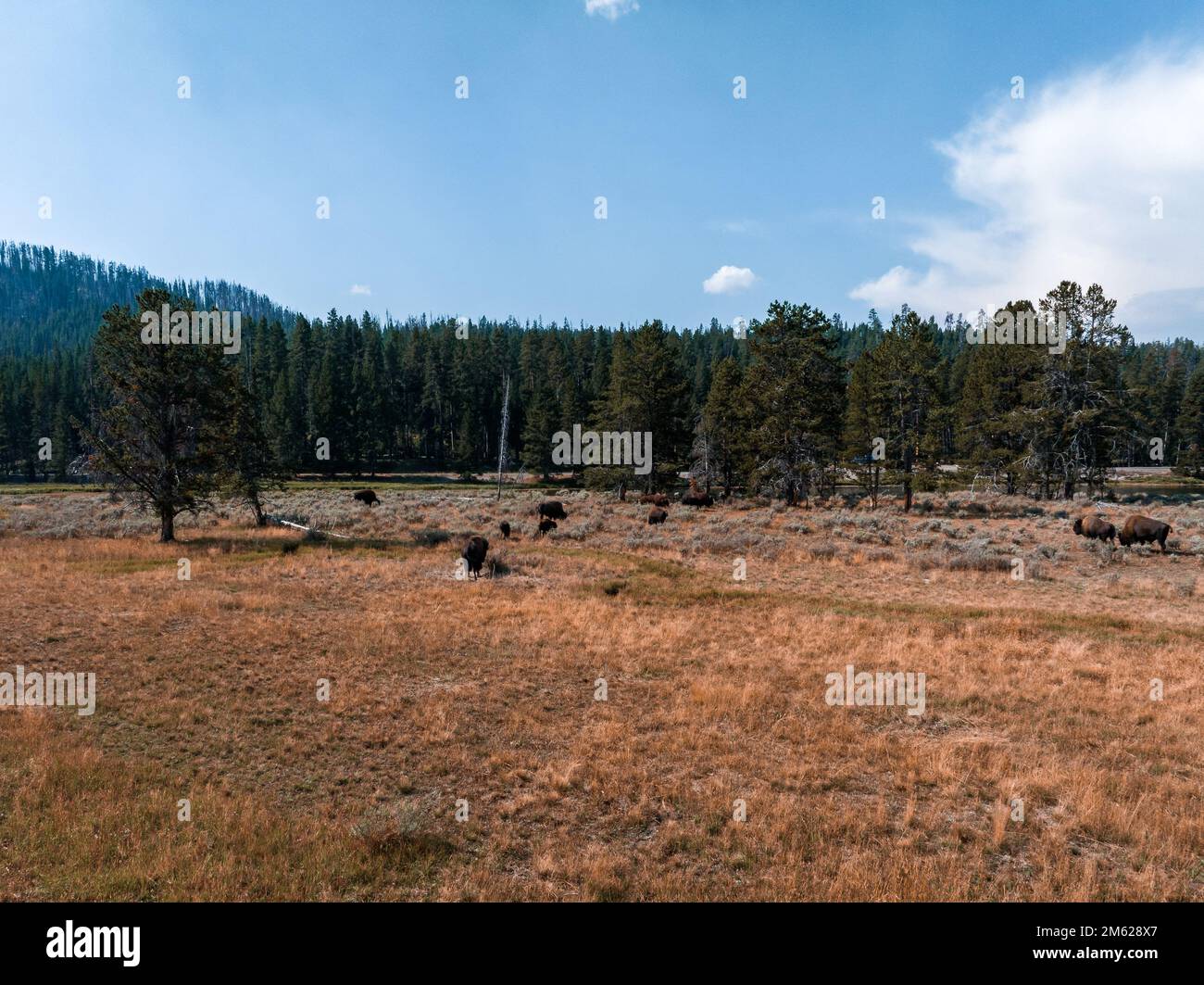 Bisonti nel parco nazionale di Yellowstone, Wyoming Foto Stock