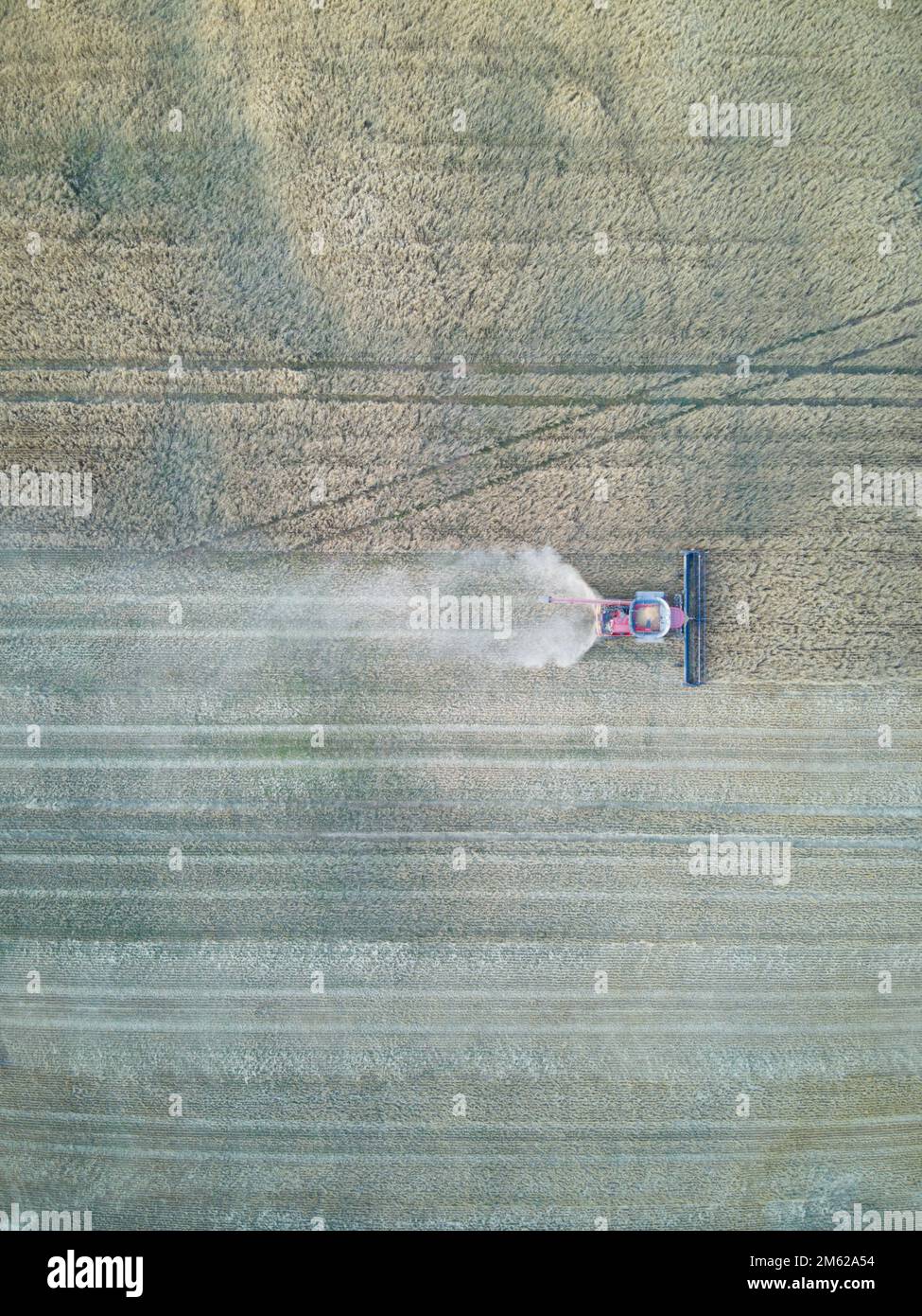 Macchina trebbiatrice funzionante che mostra segni di prodotto e cingoli, taglio attraverso un campo di grano secco, Victoria, Australia. Foto Stock
