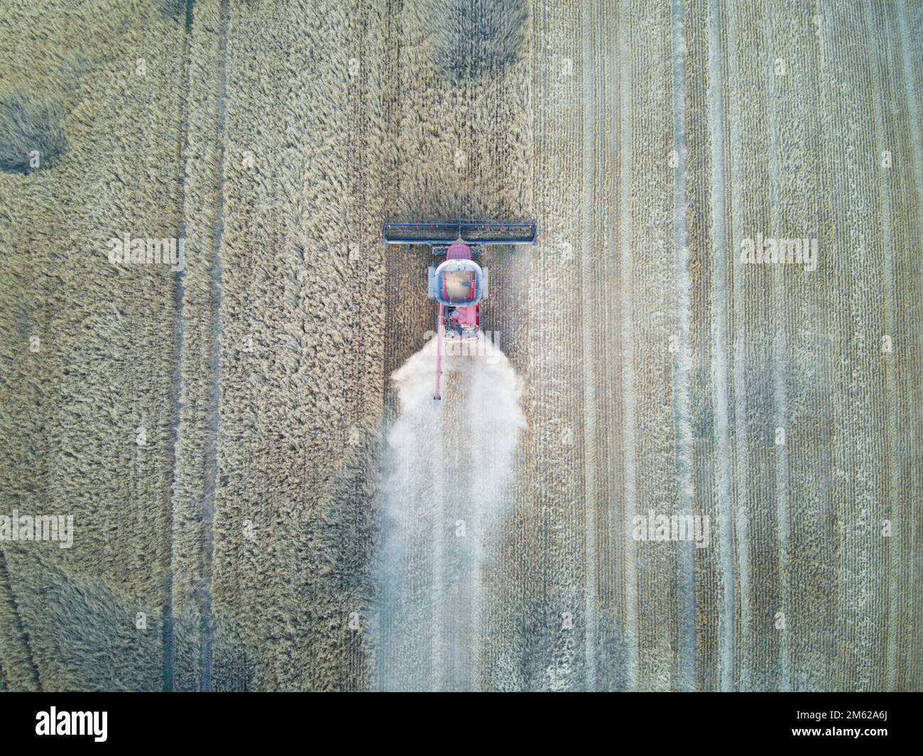 Vista aerea della macchina trebbiatrice che lavora nel campo con prodotti e linee di prodotto del grano. Victoria, Australia. Foto Stock