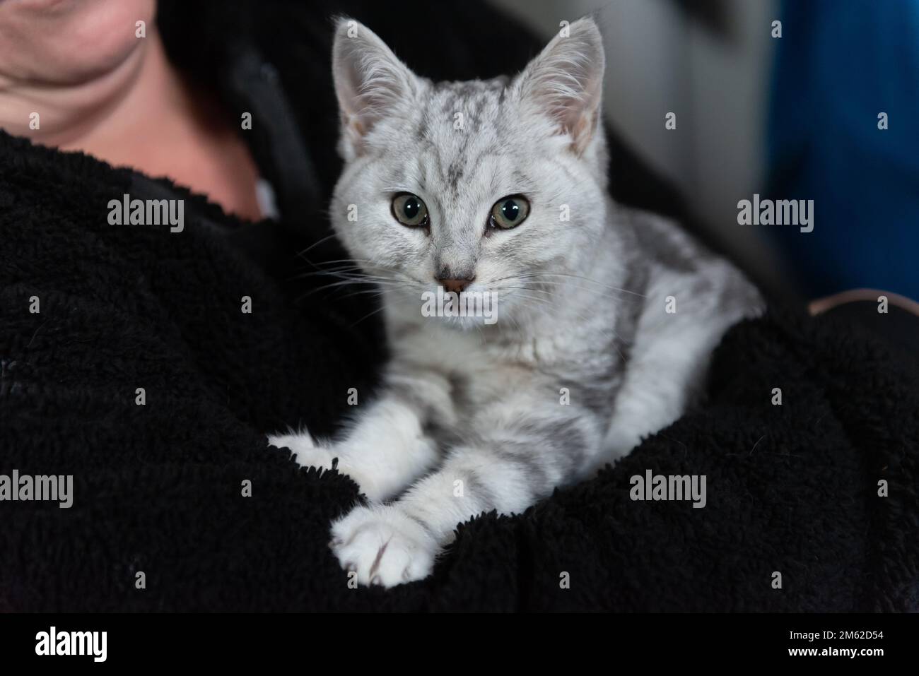 L'adorabile gatto Tabby utilizza le zampe per sostenere il suo peso nelle braccia delle mamme. Foto Stock