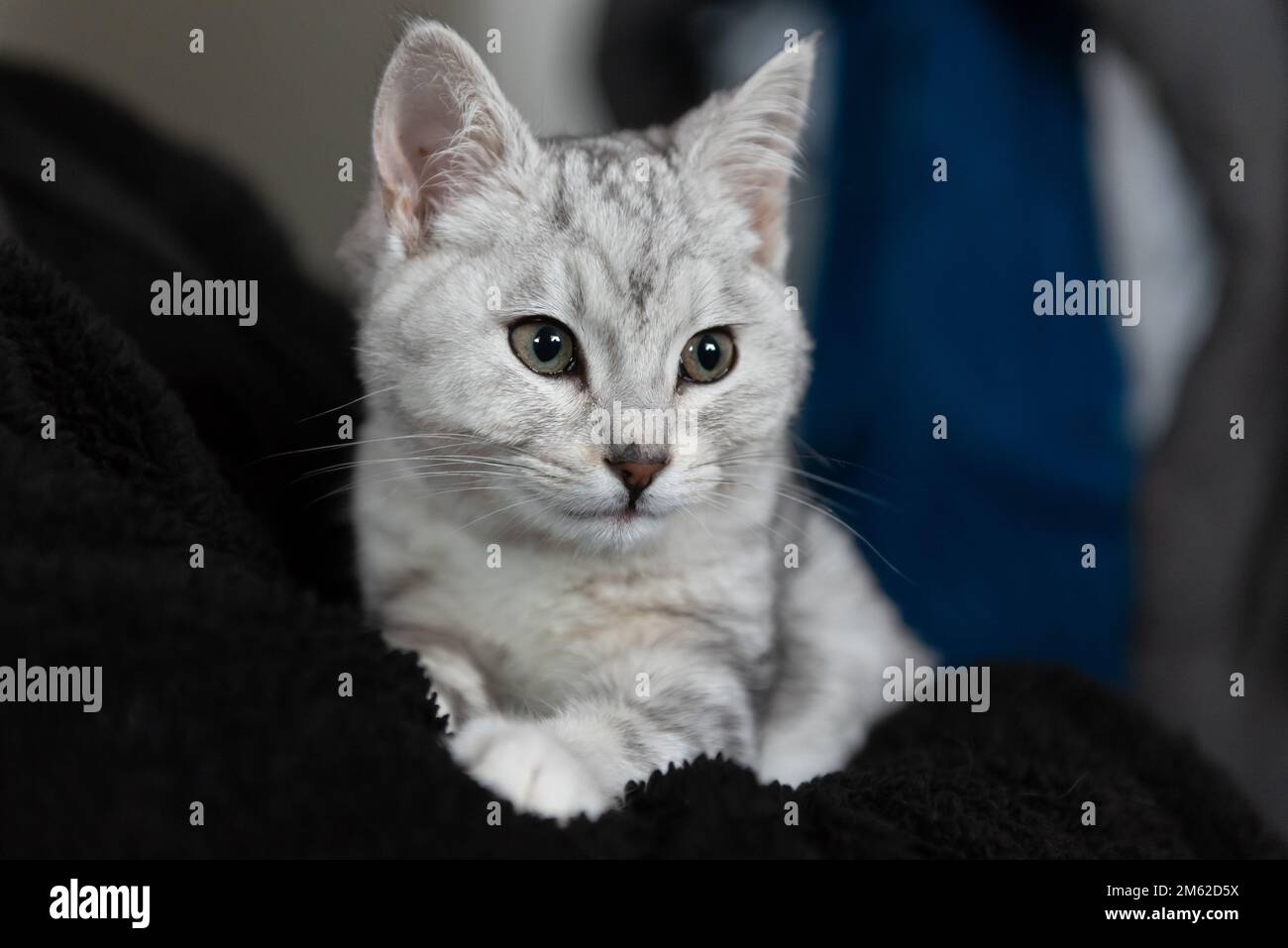 Adorabile gatto Tabby guardando a destra mentre sicuro nelle braccia mamme. Foto Stock