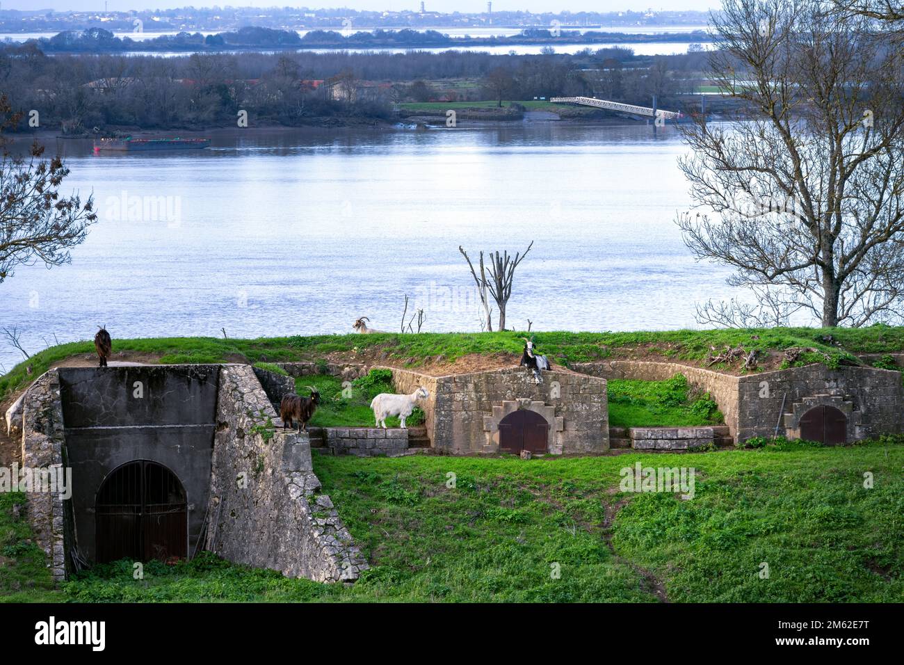 Capre sulle fortificazioni della cittadella di Blaye di fronte all'estuario della Gironda, Nouvelle-Aquitaine, Francia Foto Stock