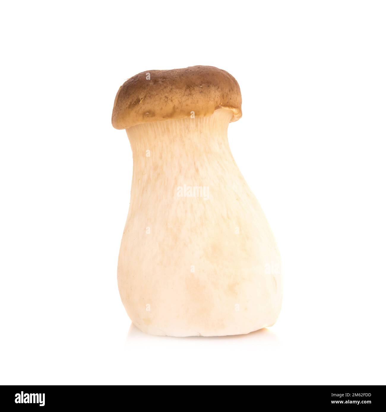 Fungo di ostriche del re Pleurotus eryngii su fondo bianco. Foto Stock