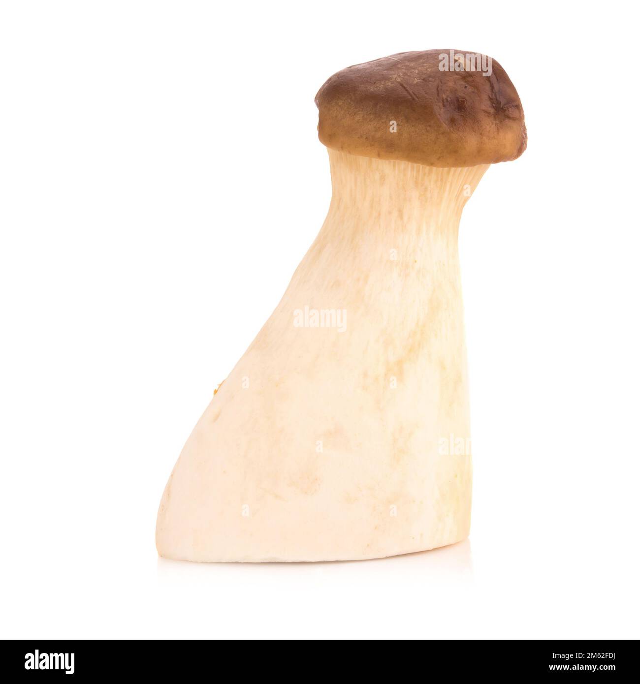 Fungo di ostriche del re Pleurotus eryngii su fondo bianco. Foto Stock