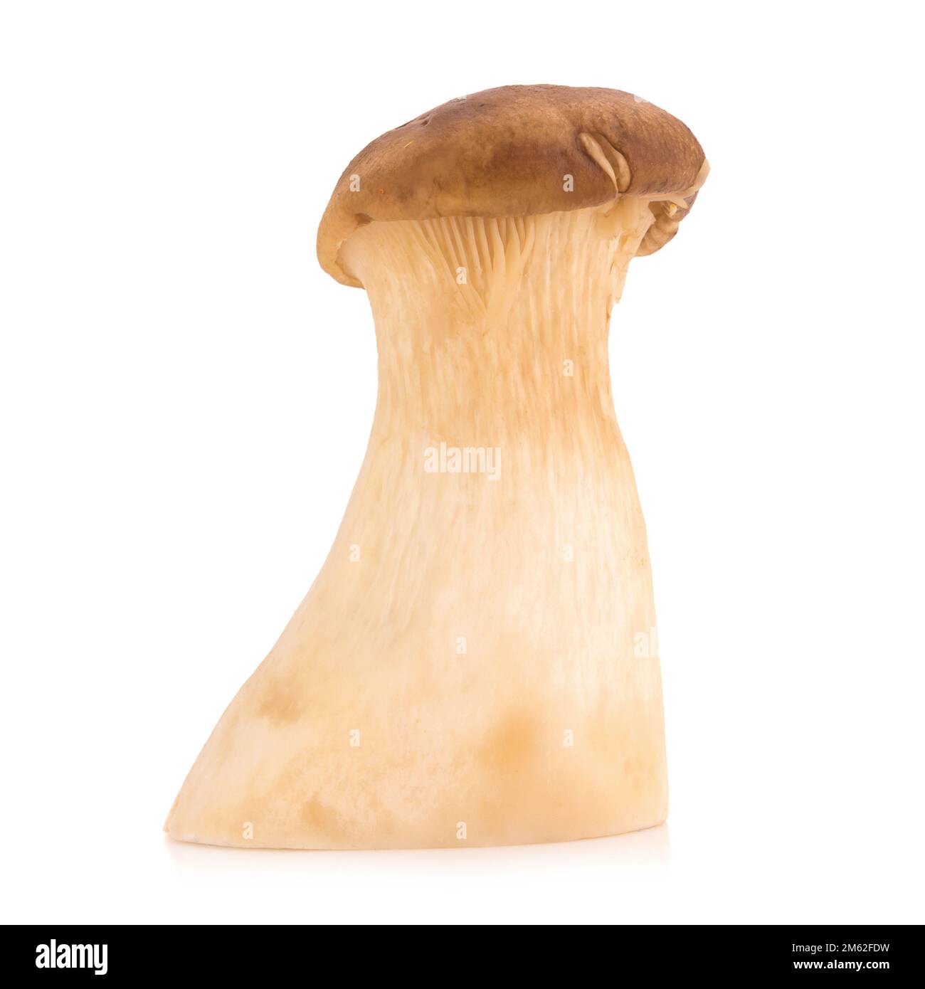 Fungo di ostriche del re Pleurotus eryngii su fondo bianco. Foto Stock