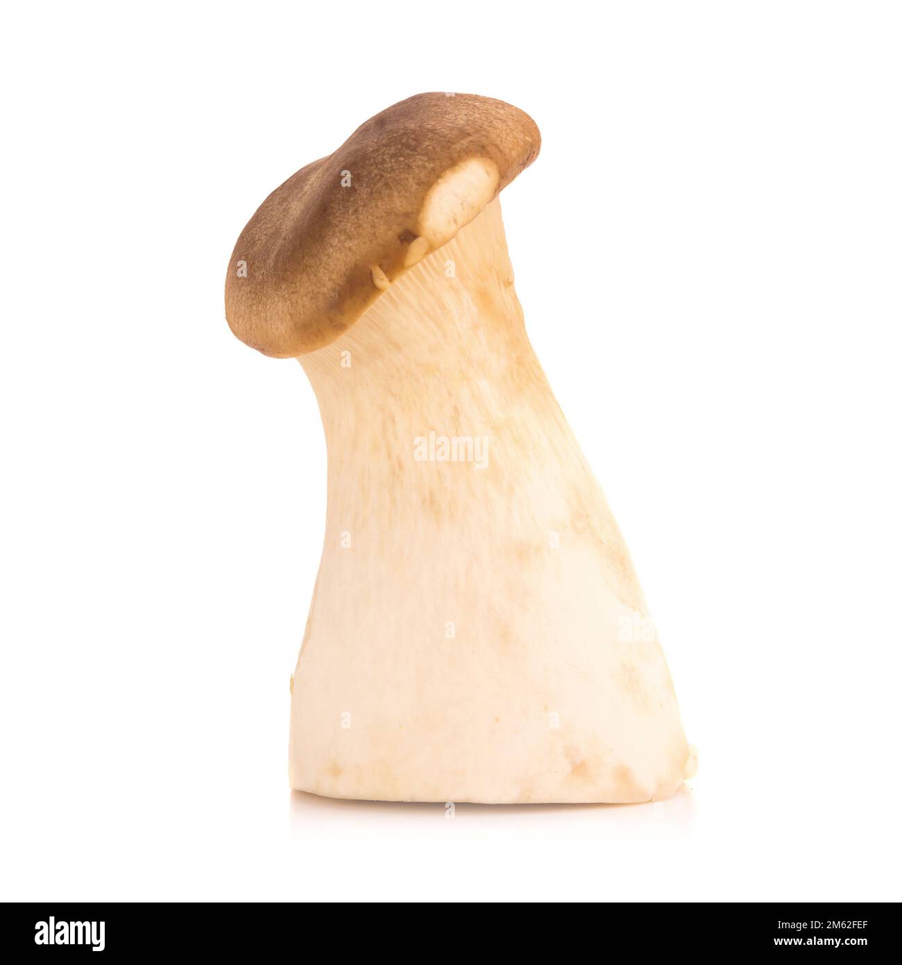 Fungo di ostriche del re Pleurotus eryngii su fondo bianco. Foto Stock