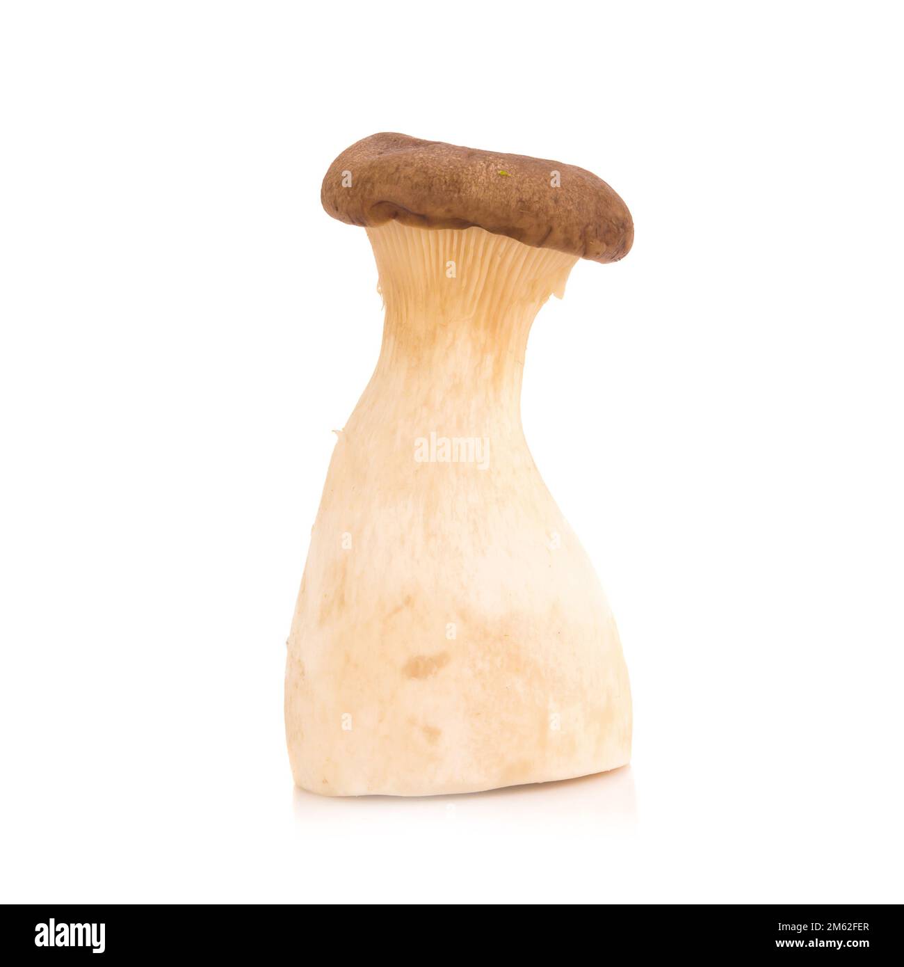 Fungo di ostriche del re Pleurotus eryngii su fondo bianco. Foto Stock