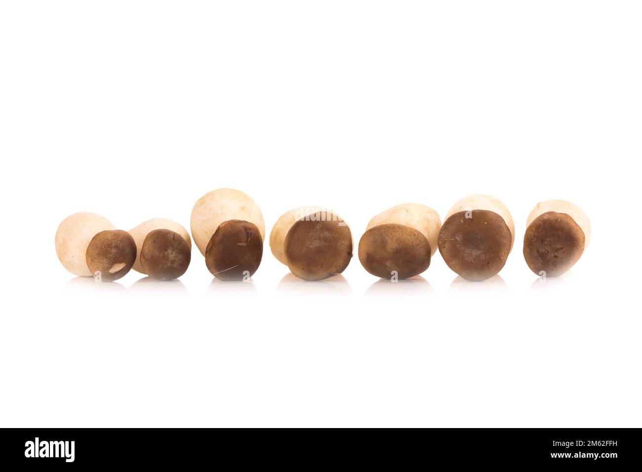 Fungo di ostriche del re Pleurotus eryngii su fondo bianco. Foto Stock