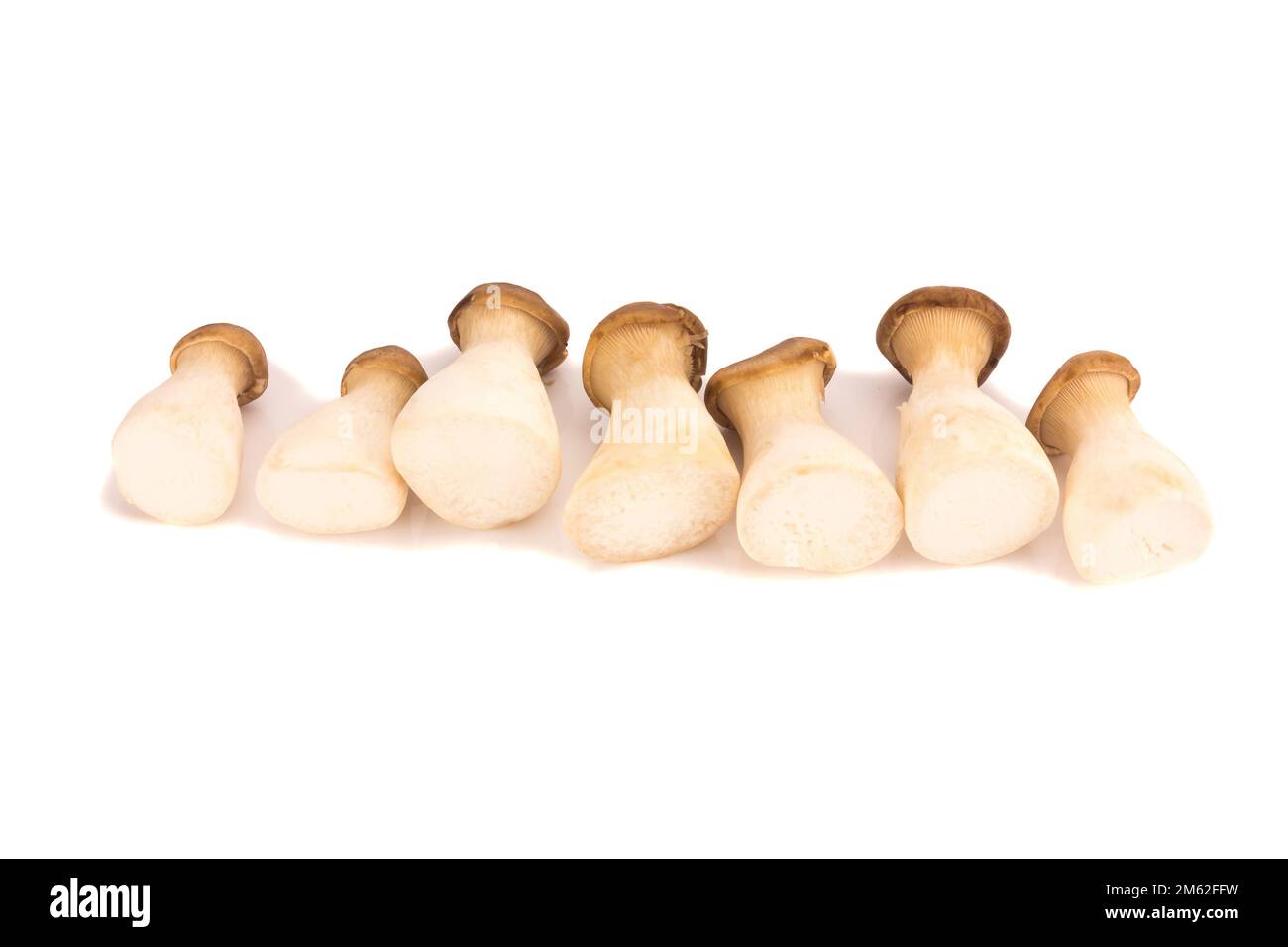 Fungo di ostriche del re Pleurotus eryngii su fondo bianco. Foto Stock