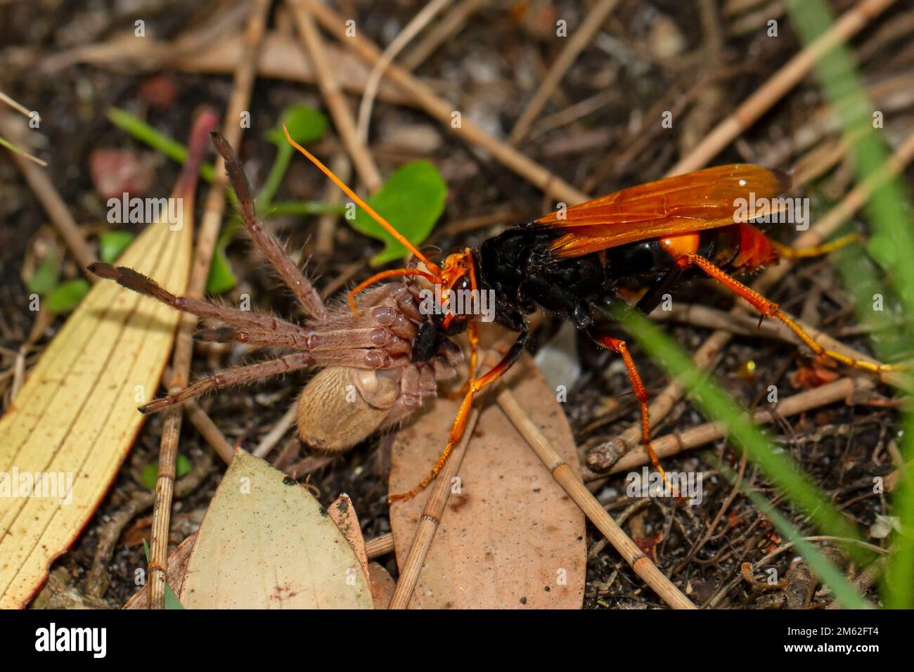 Spider Wasp che porta il ragno al suo nido Foto Stock