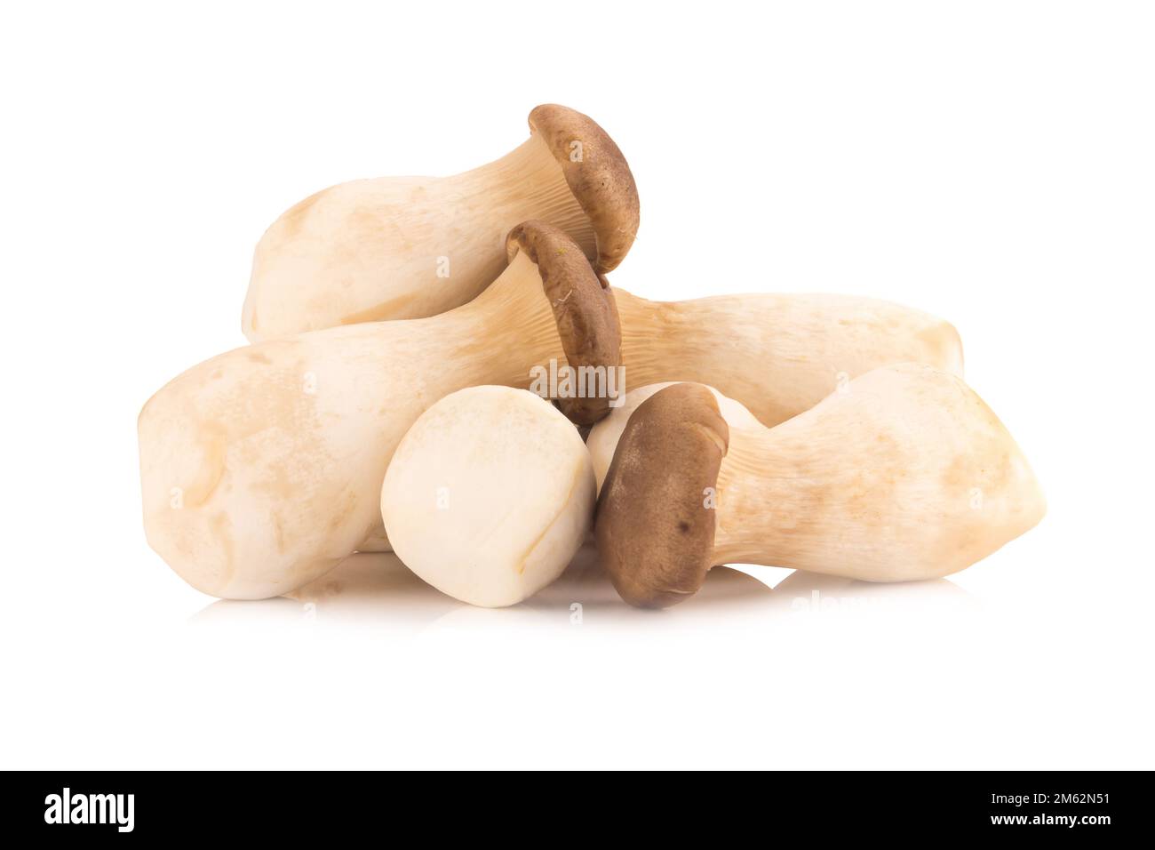 Fungo di ostriche del re Pleurotus eryngii su fondo bianco. Foto Stock