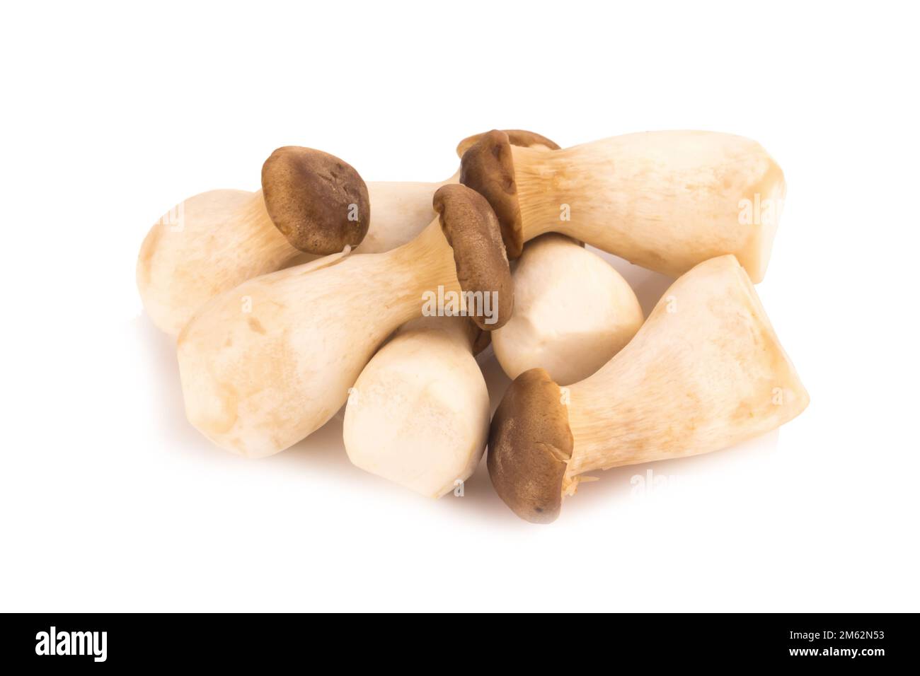 Fungo di ostriche del re Pleurotus eryngii su fondo bianco. Foto Stock