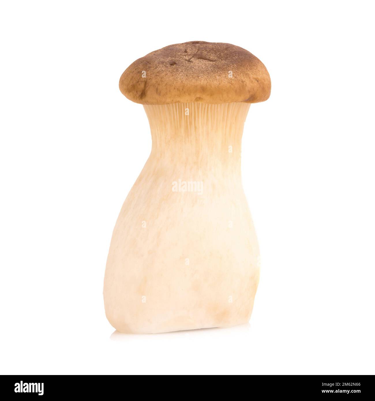 Fungo di ostriche del re Pleurotus eryngii su fondo bianco. Foto Stock