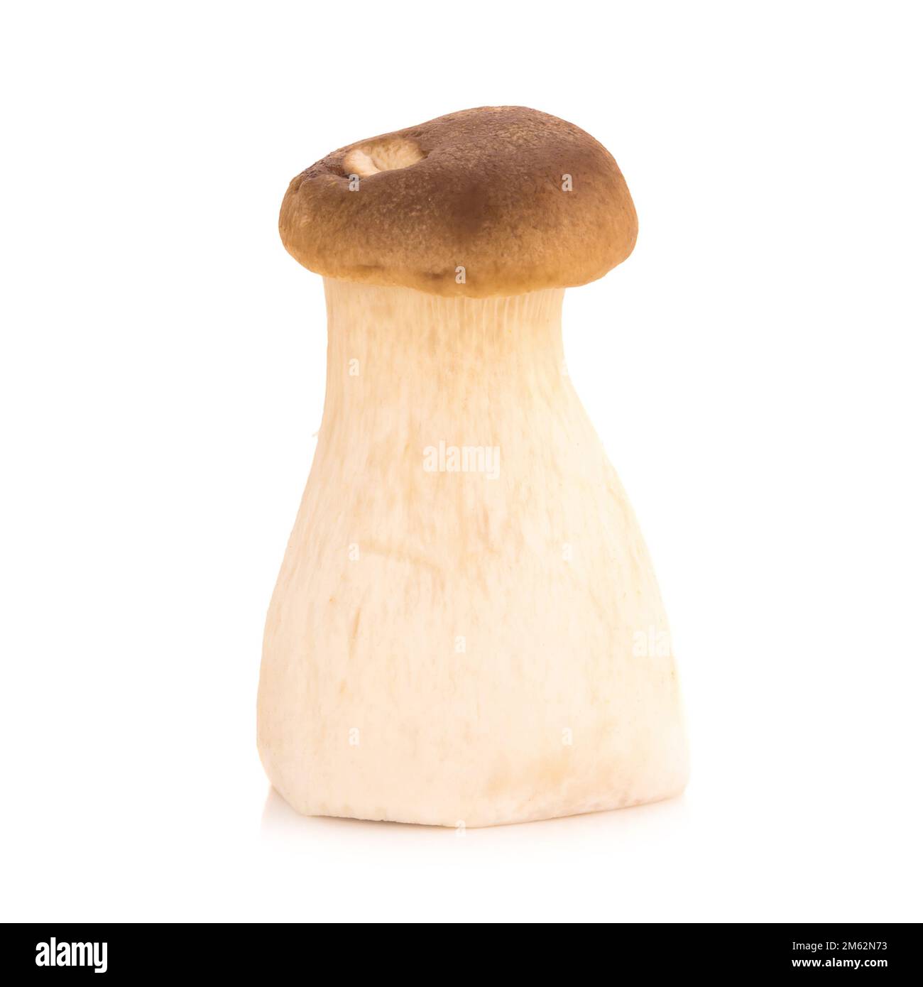 Fungo di ostriche del re Pleurotus eryngii su fondo bianco. Foto Stock