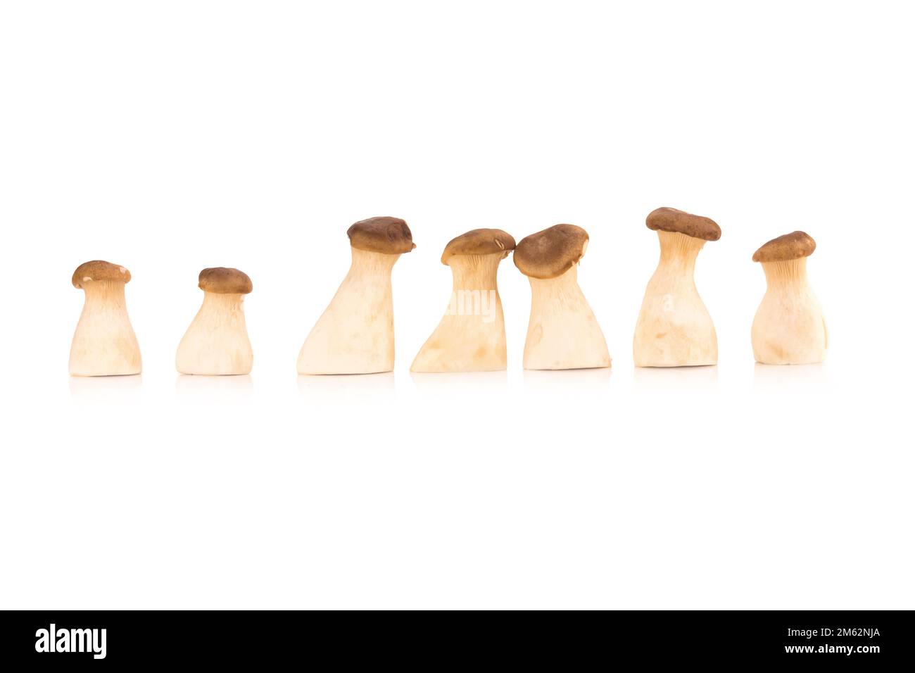 Fungo di ostriche del re Pleurotus eryngii su fondo bianco. Foto Stock