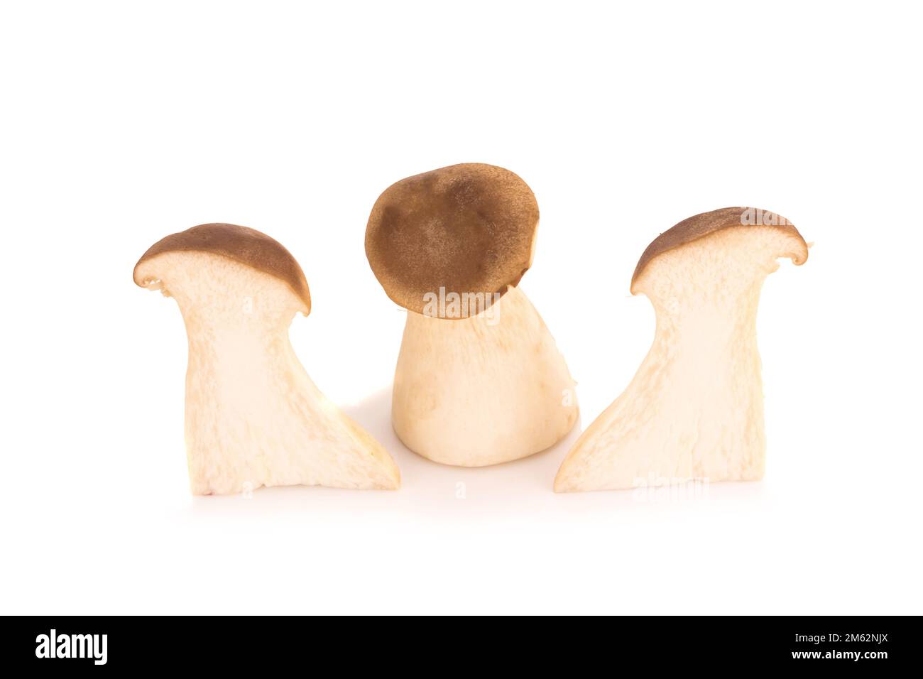 Fungo di ostriche del re Pleurotus eryngii su fondo bianco. Foto Stock