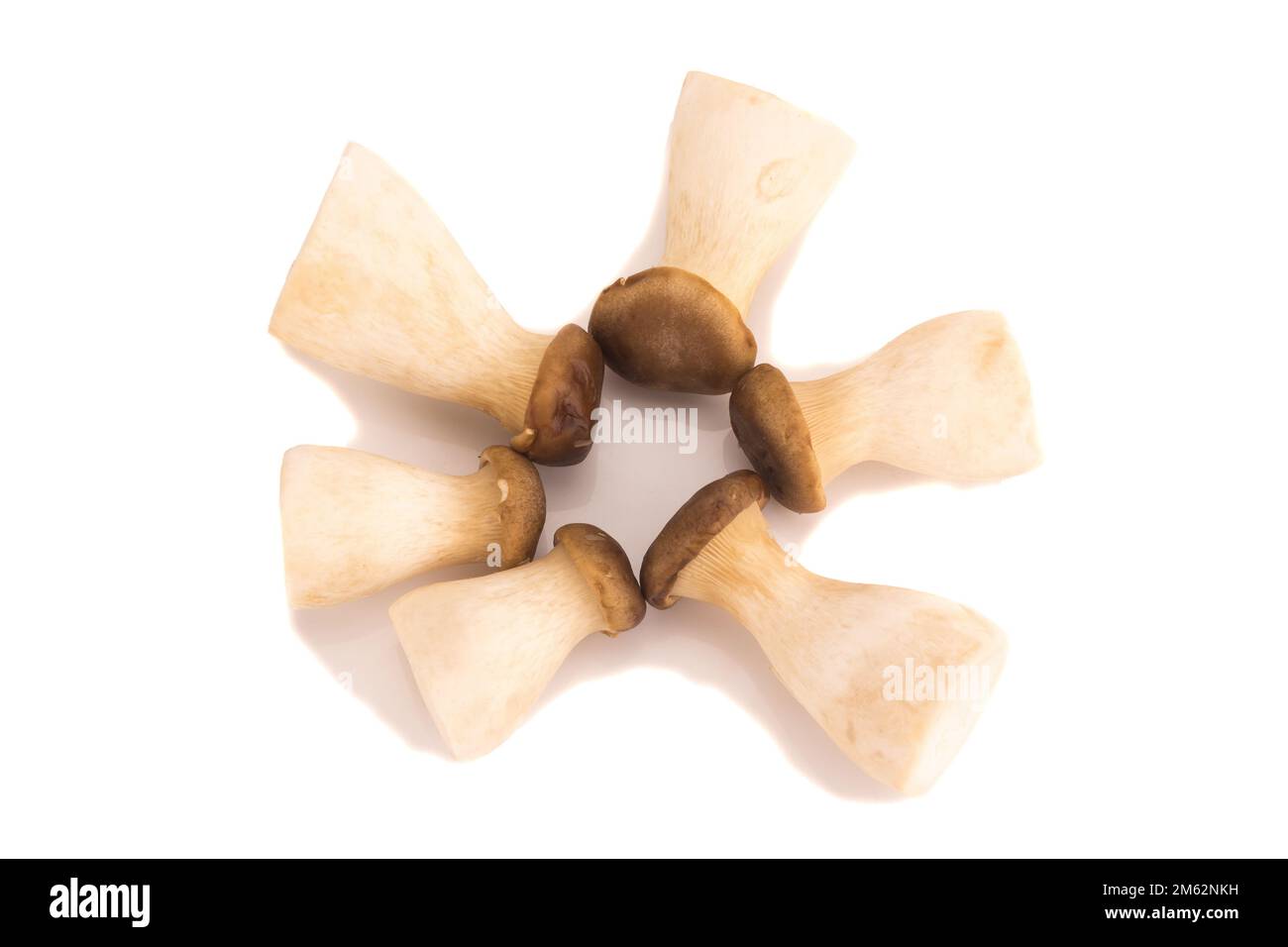 Fungo di ostriche del re Pleurotus eryngii su fondo bianco. Foto Stock