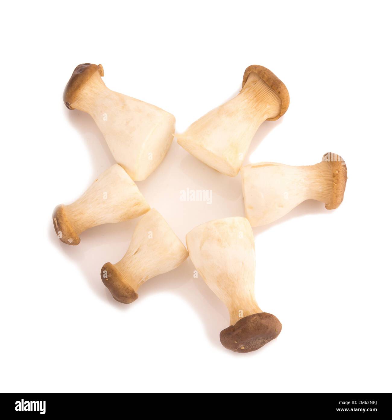 Fungo di ostriche del re Pleurotus eryngii su fondo bianco. Foto Stock