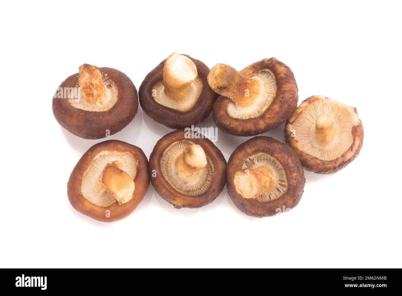 Funghi Shitake sullo sfondo bianco. Foto Stock