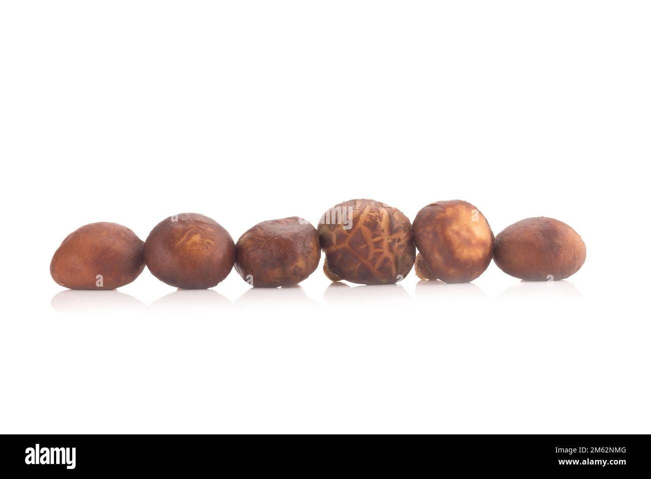 Funghi Shitake sullo sfondo bianco. Foto Stock