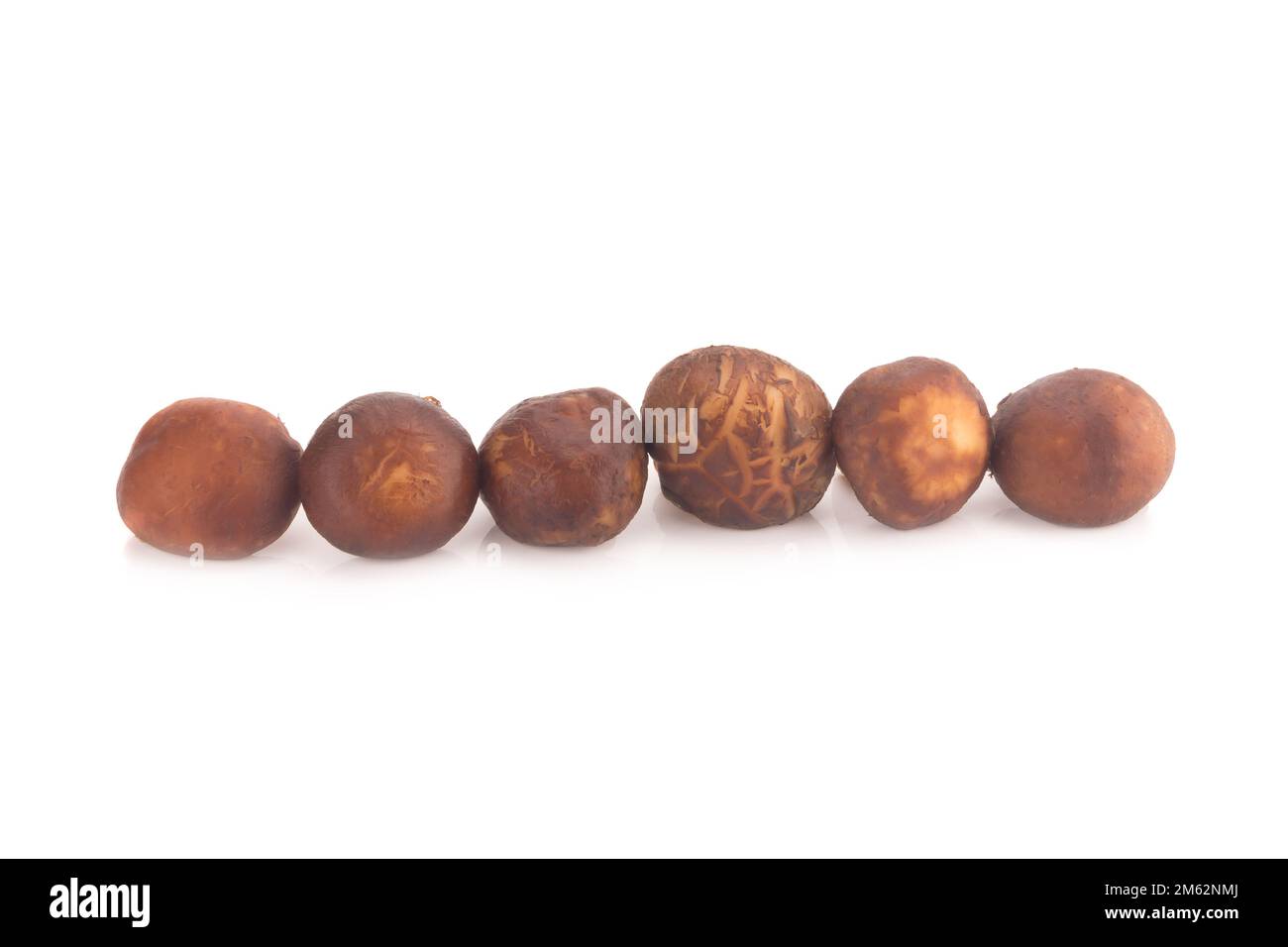 Funghi Shitake sullo sfondo bianco. Foto Stock