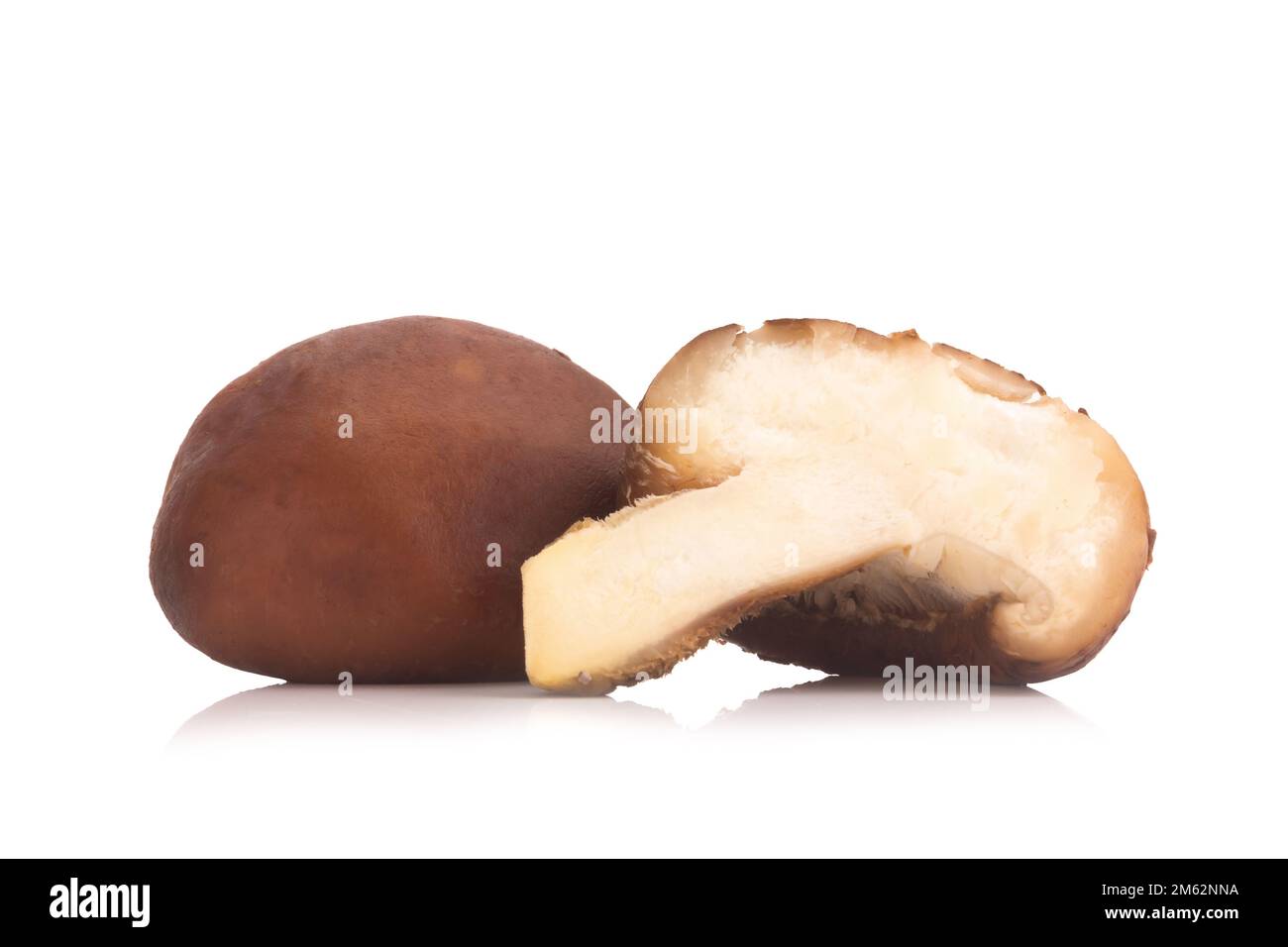 Funghi Shitake sullo sfondo bianco. Foto Stock