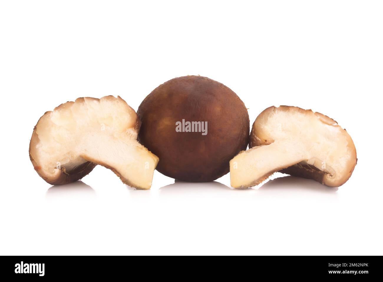 Funghi Shitake sullo sfondo bianco. Foto Stock