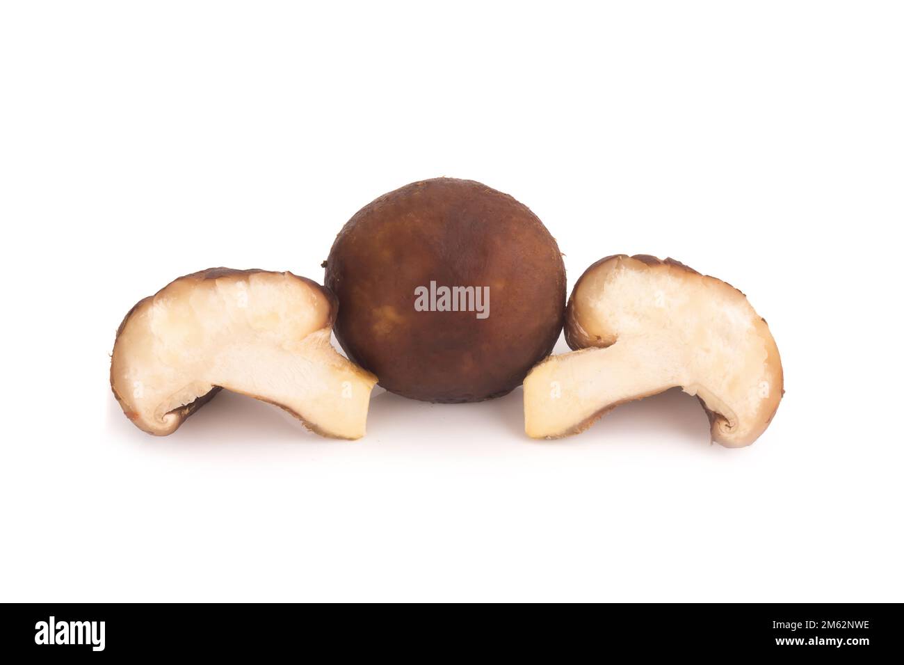 Funghi Shitake sullo sfondo bianco. Foto Stock