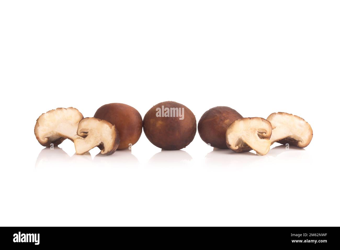 Funghi Shitake sullo sfondo bianco. Foto Stock