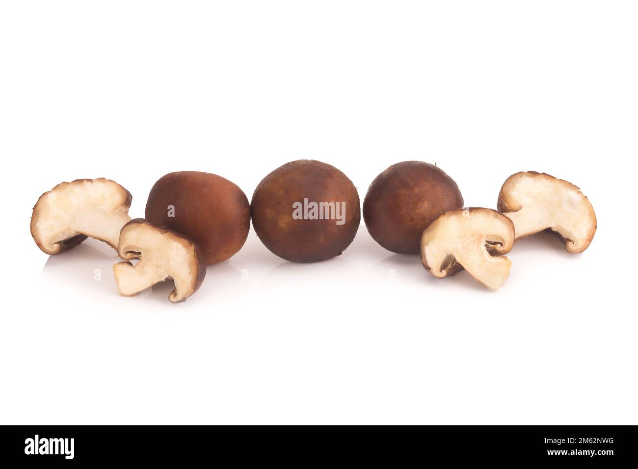 Funghi Shitake sullo sfondo bianco. Foto Stock