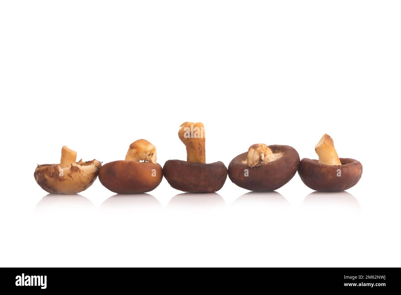 Funghi Shitake sullo sfondo bianco. Foto Stock