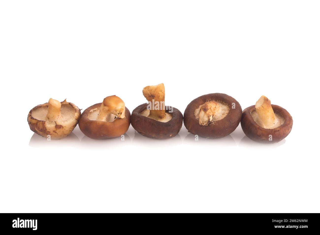 Funghi Shitake sullo sfondo bianco. Foto Stock