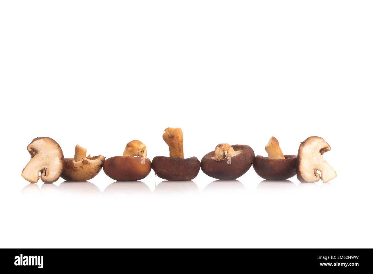 Funghi Shitake sullo sfondo bianco. Foto Stock