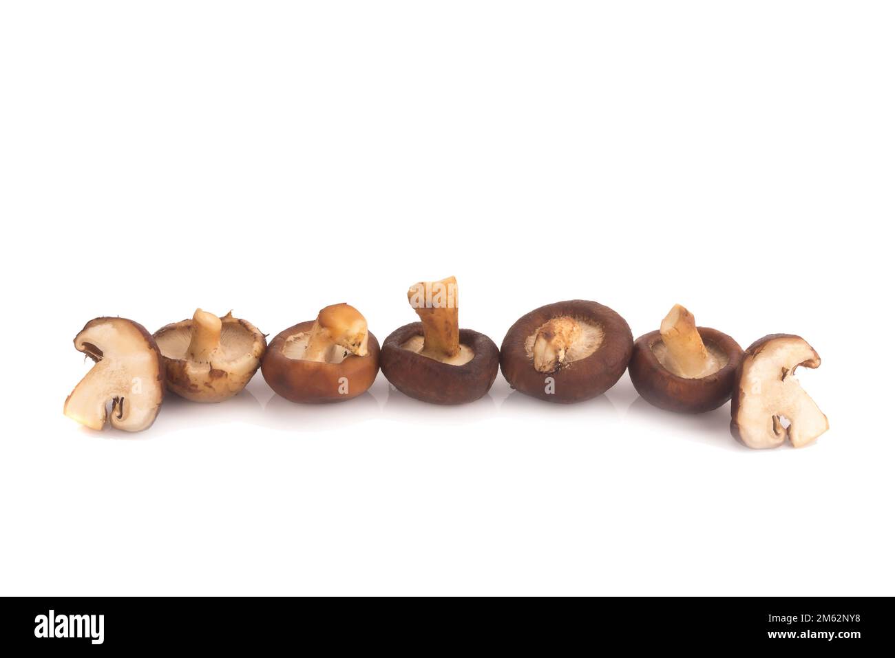 Funghi Shitake sullo sfondo bianco. Foto Stock