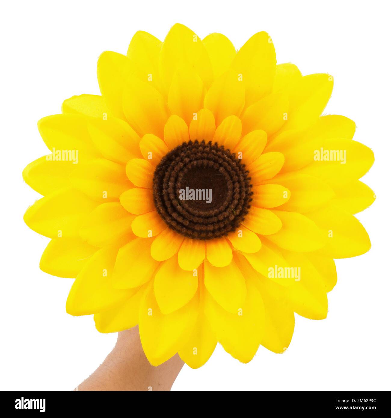 mani che tengono giallo girasole isolato su sfondo bianco. Foto Stock