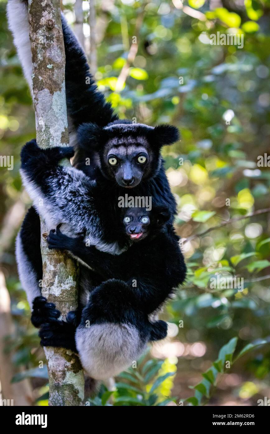 Indri e lemuri di bambino in albero alla riserva di Palmarium, Madagascar orientale, Africa Foto Stock