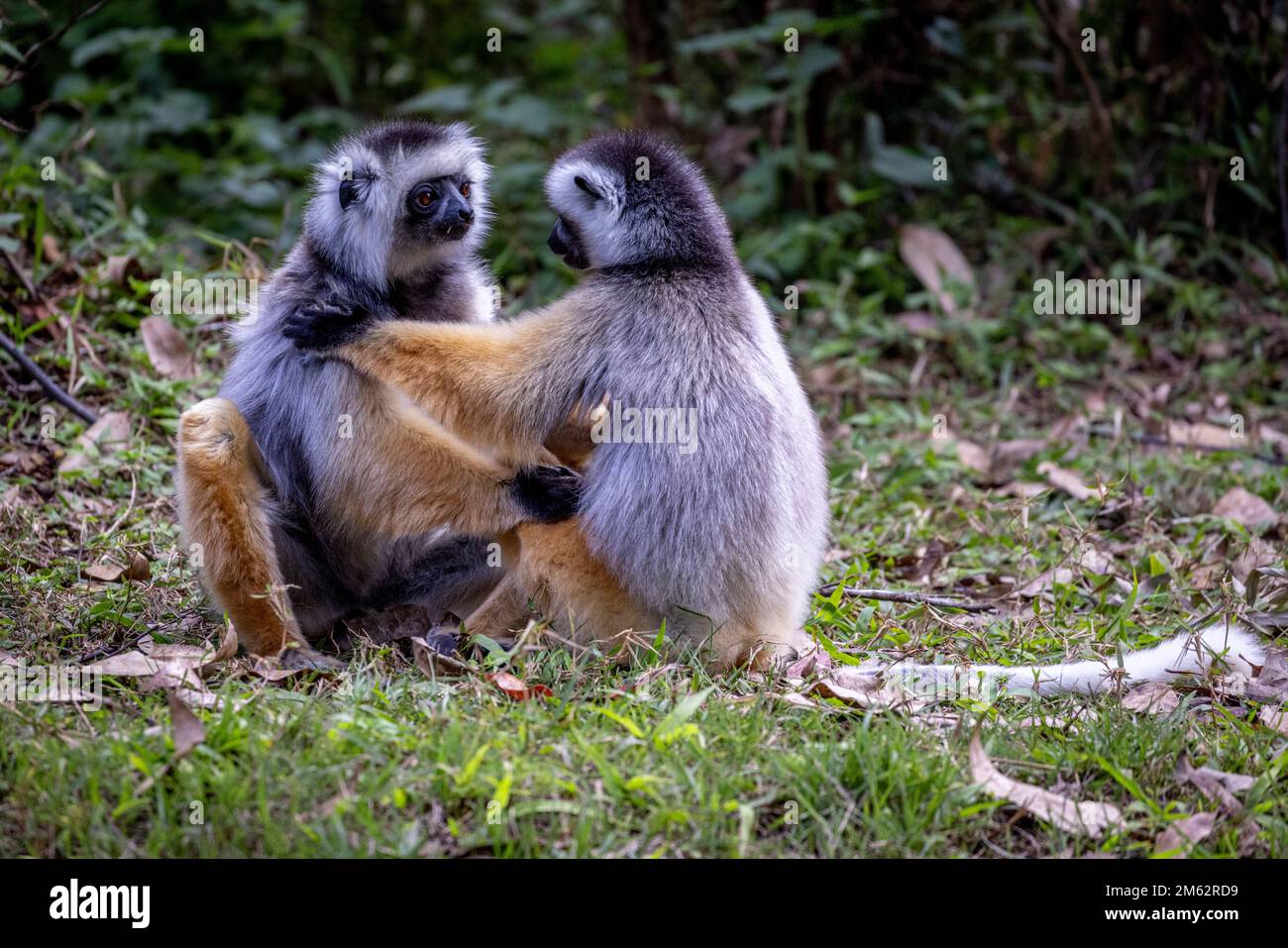 Abbraccio di lemuri d'oro Diademed Sifaka nel Parco Nazionale Andasibe-Mantadia, Madagascar orientale, Africa Foto Stock