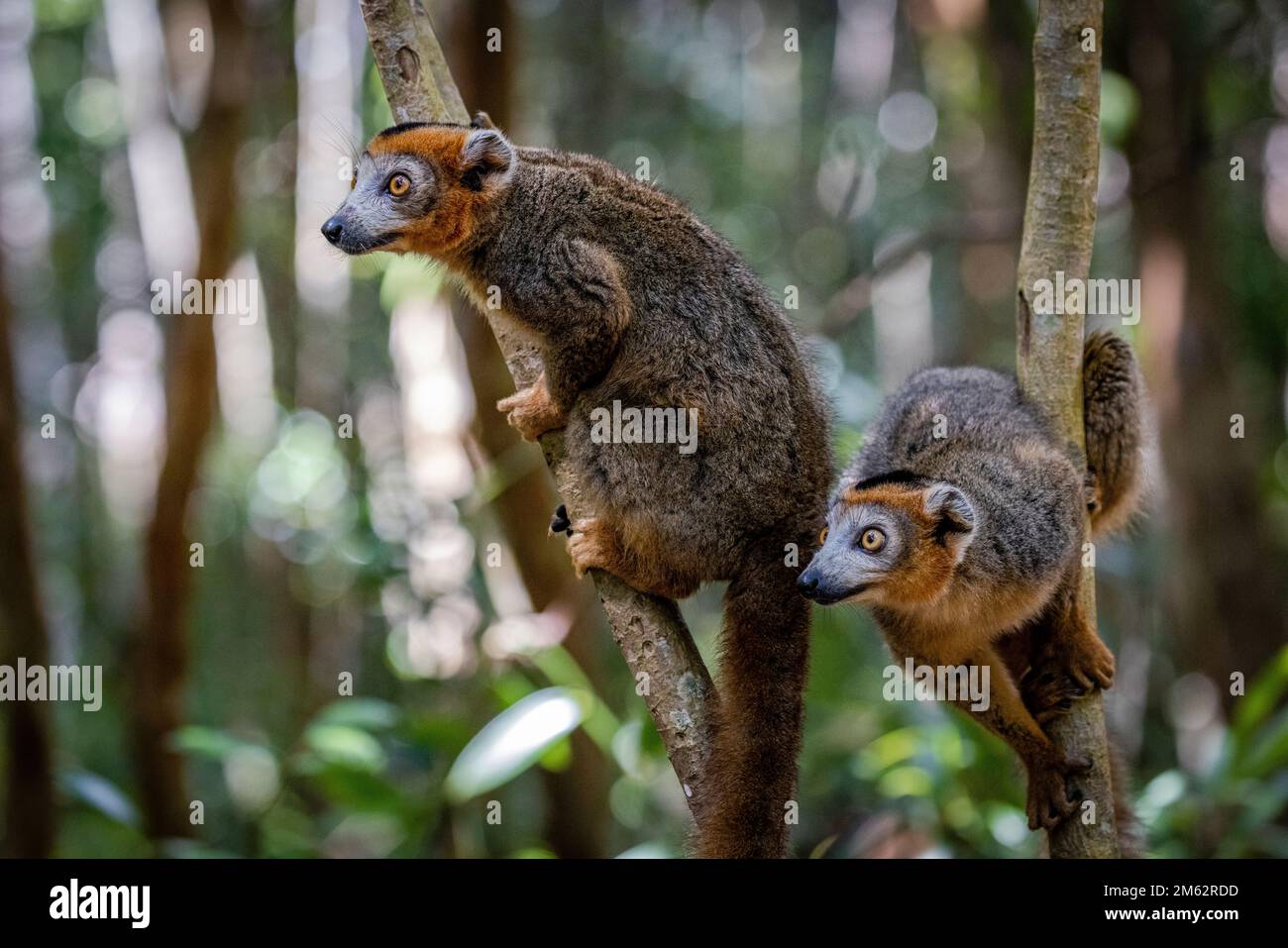 Lemure incoronato nell'albero alla riserva di Palmarium, lago di Ampitabe, Madagascar orientale, Africa Foto Stock