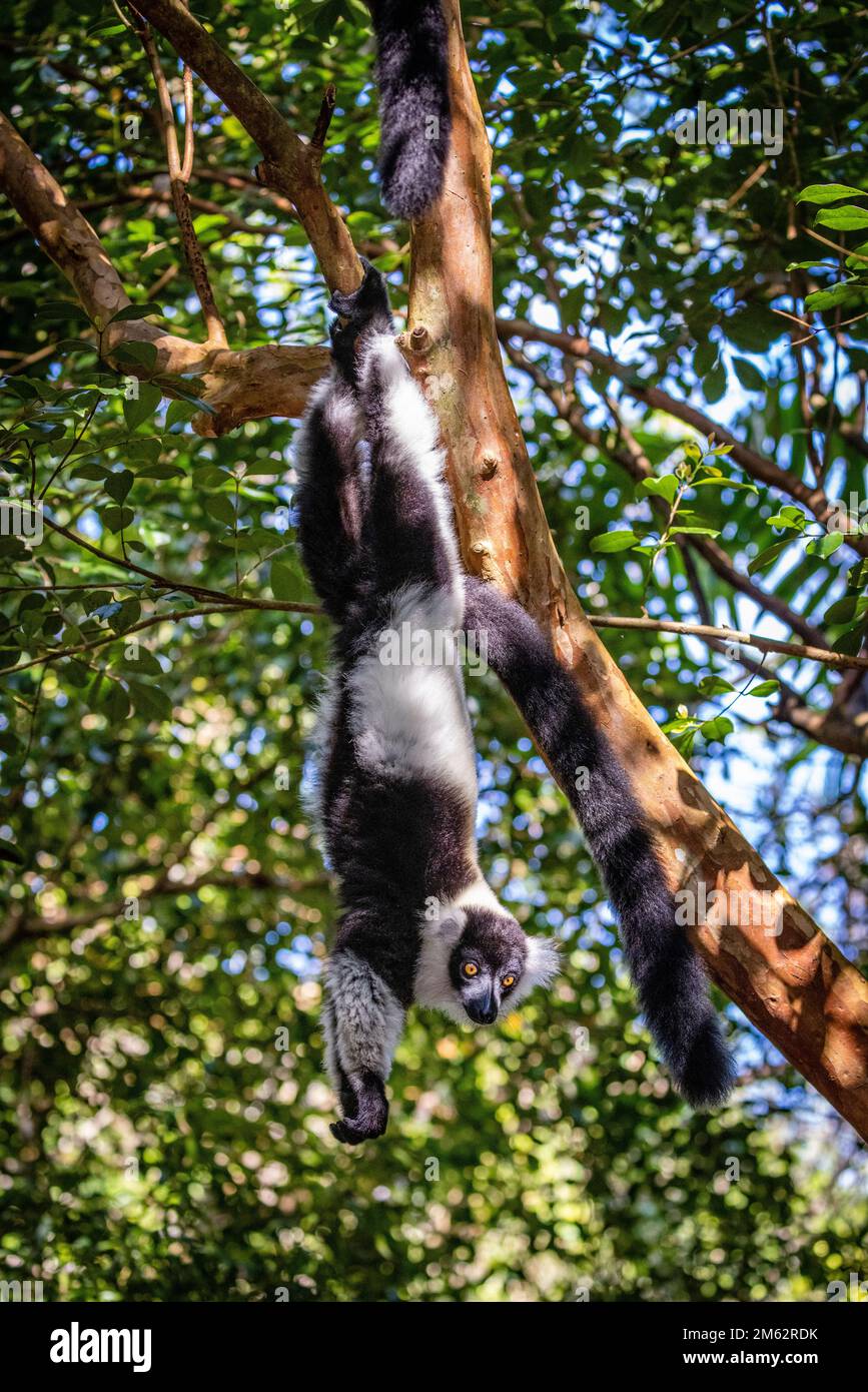 Lemur bianco e nero ruffed nel Parco Nazionale di Andasibe-Mantadia, Madagascar orientale, Africa Foto Stock