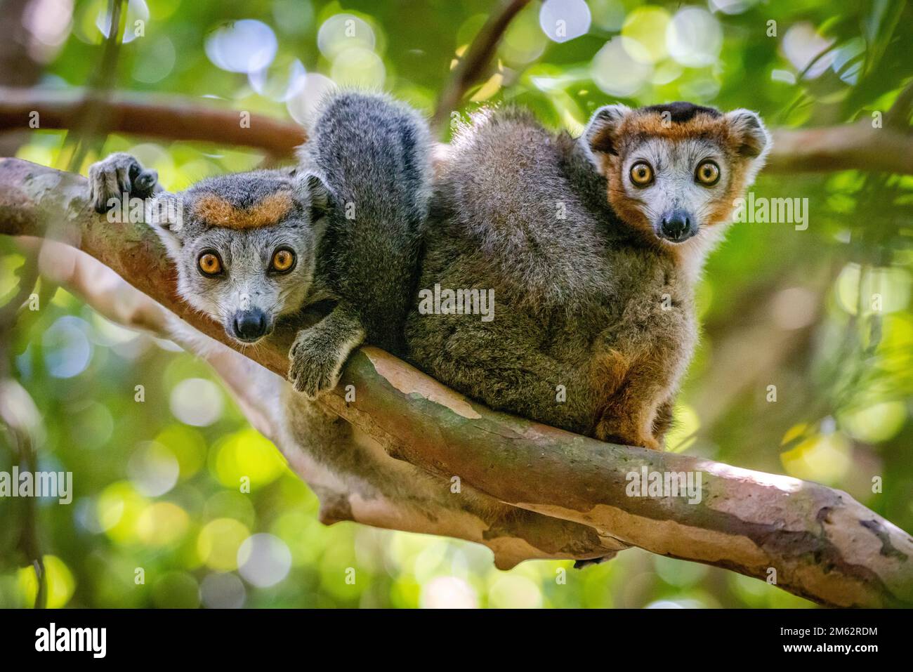 Lemure incoronato nell'albero alla riserva di Palmarium, lago di Ampitabe, Madagascar orientale, Africa Foto Stock