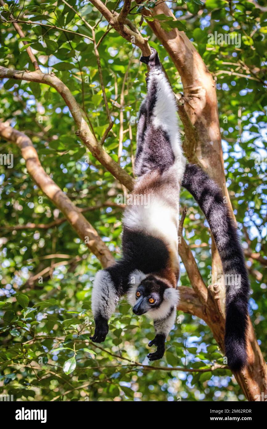 Lemur bianco e nero ruffed nel Parco Nazionale di Andasibe-Mantadia, Madagascar orientale, Africa Foto Stock