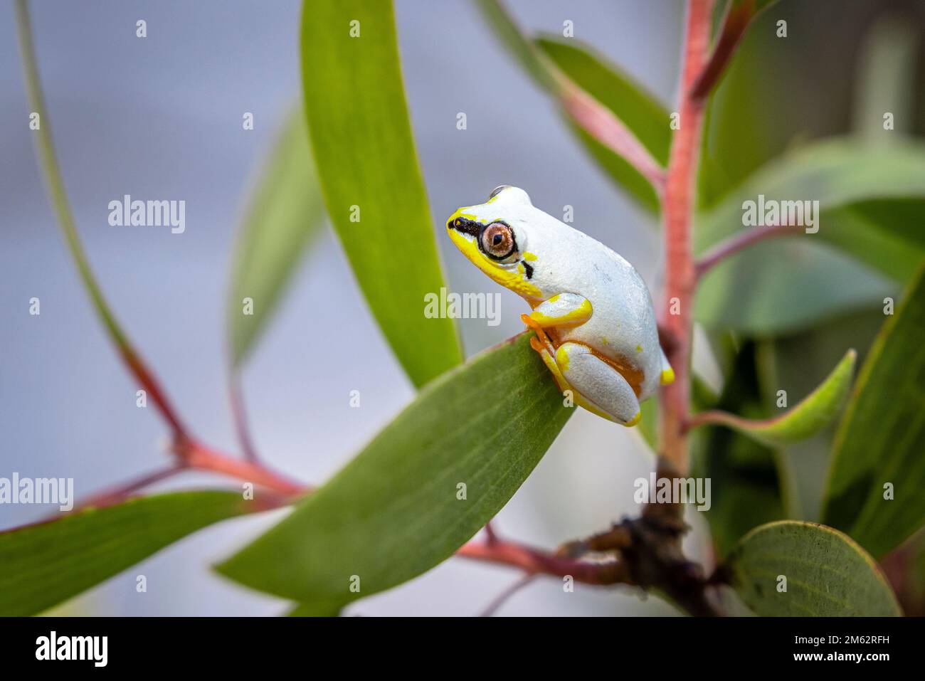 Rana di canna alla riserva di Palmarium al lago Ampitabe, Madagascar orientale, Africa Foto Stock