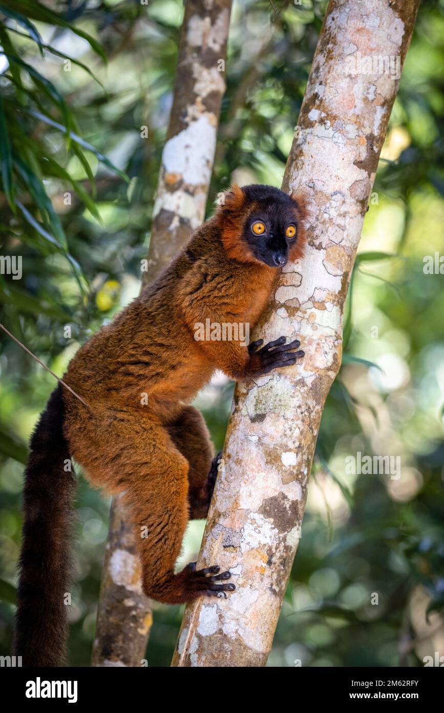 Limur rosso ruffed nell'albero alla riserva di Palmarium, Madagascar orientale, Africa Foto Stock