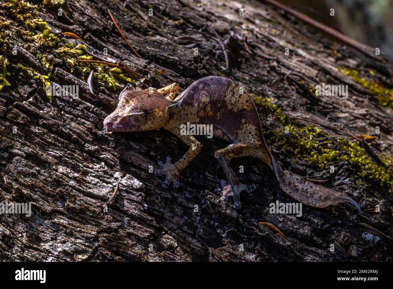 Gecko satanico a coda di foglia in Mandraka, Madagascar orientale, Africa Foto Stock