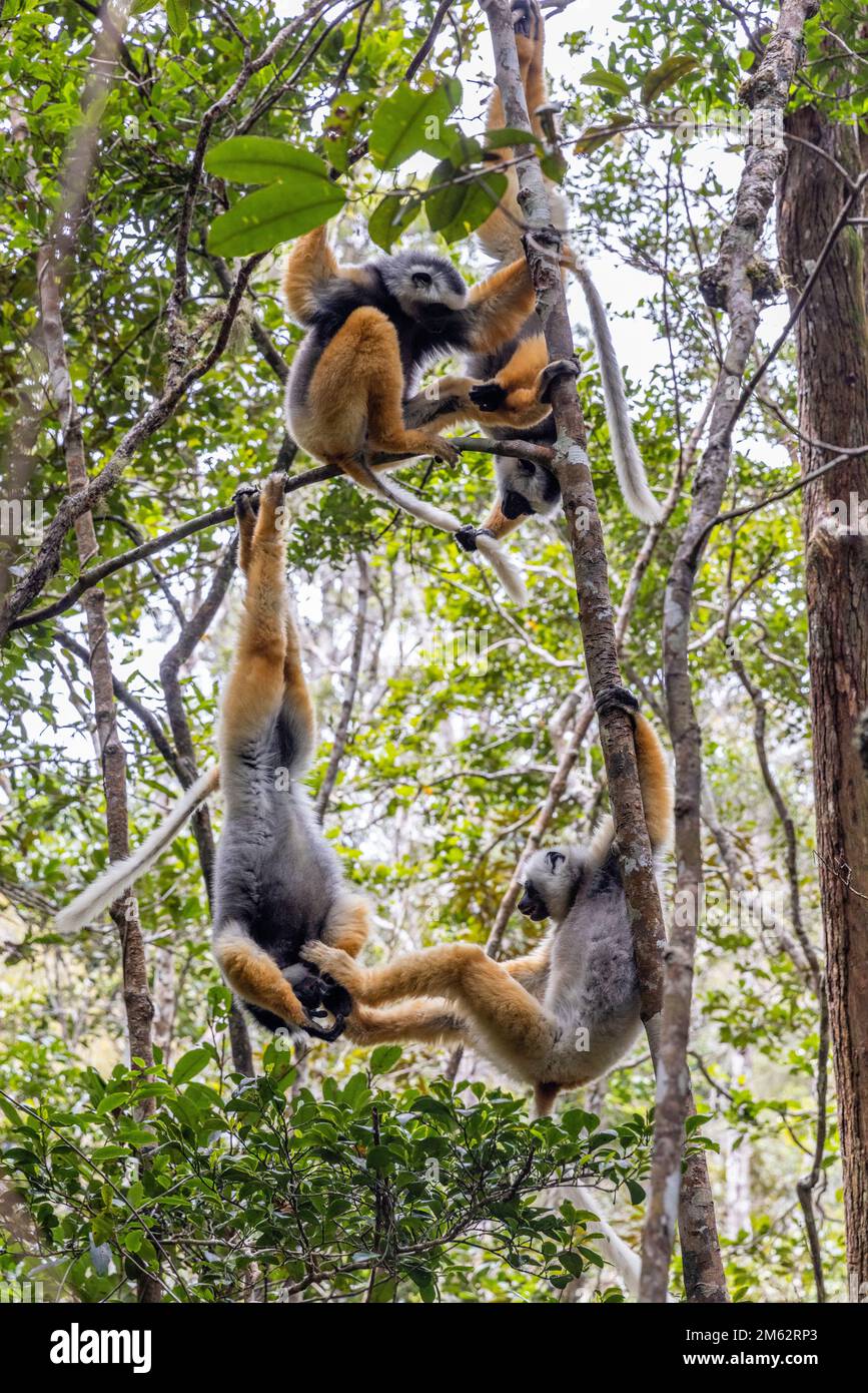 Diademed Sifaka lemur d'oro che gioca negli alberi nel Parco Nazionale Andasibe-Mantadia, Madagascar orientale, Africa Foto Stock