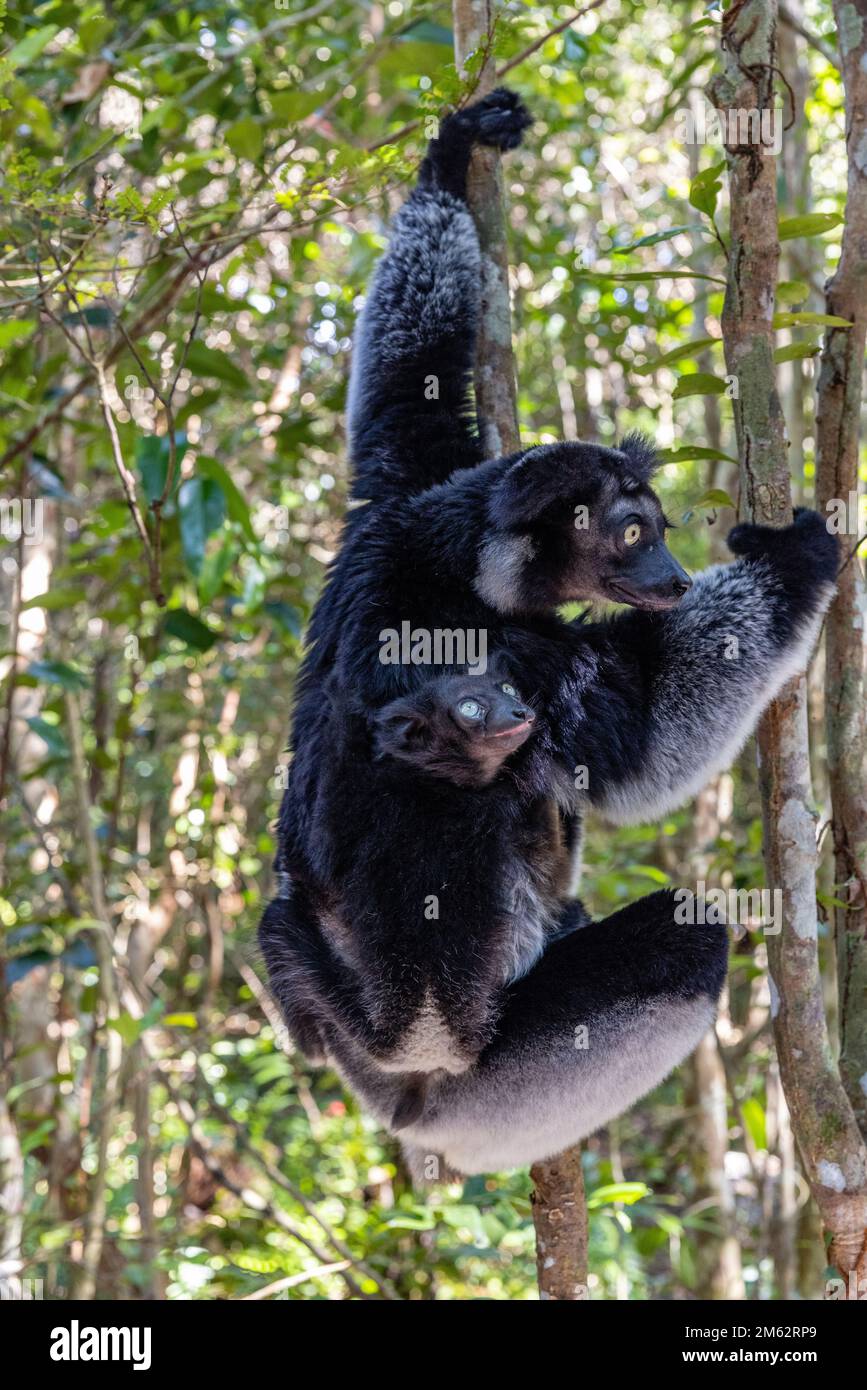 Indri e lemuri di bambino in albero alla riserva di Palmarium, Madagascar orientale, Africa Foto Stock