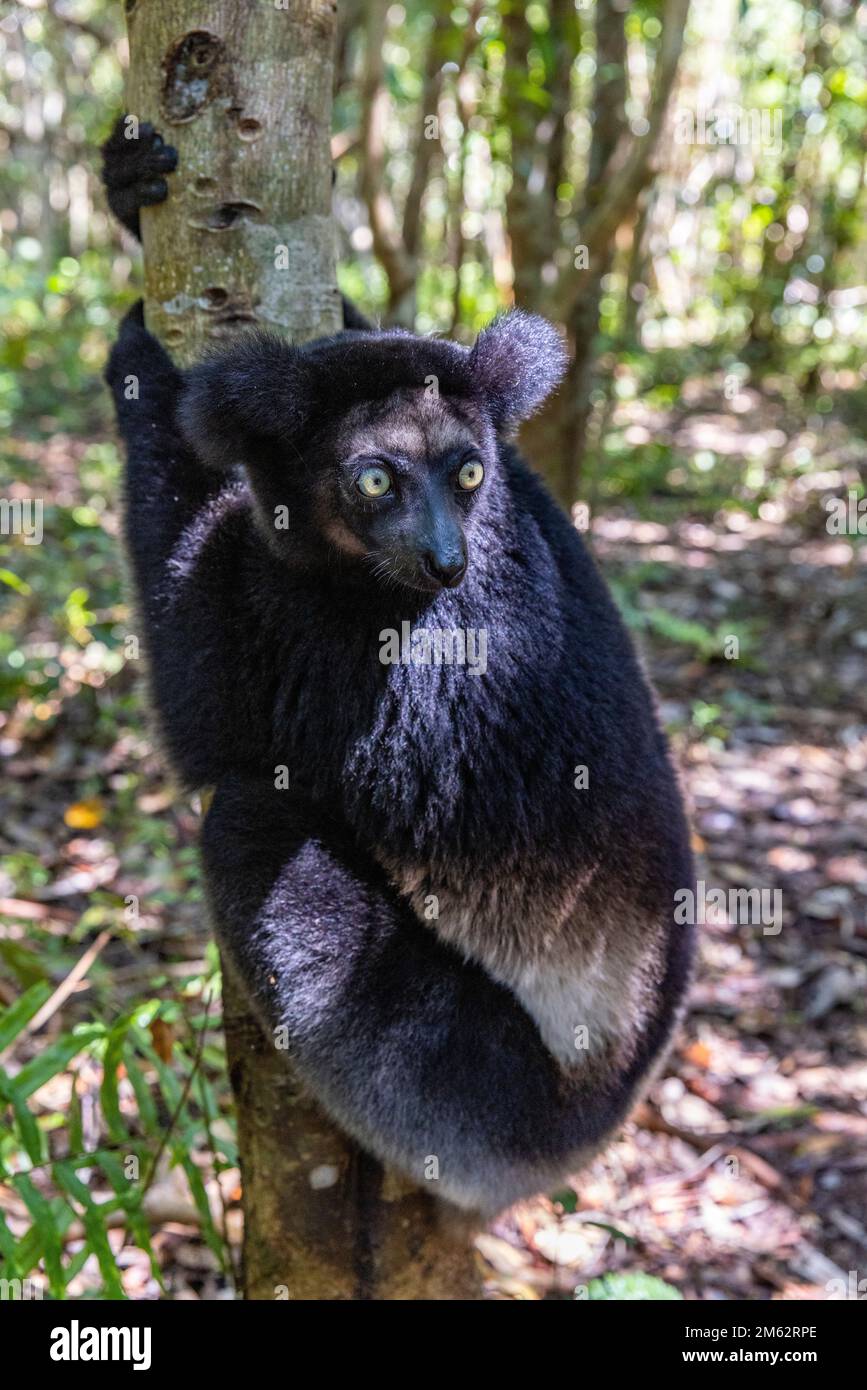 Indri lemur in albero alla riserva di Palmarium, Madagascar orientale, Africa Foto Stock